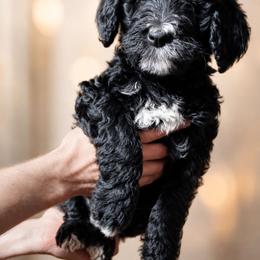 Sparkler - Black and white female Bernedoodle puppy in Woodland, Georgia from Bethel Doodle Ranch