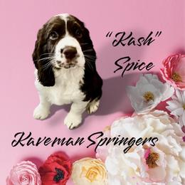 Male Liver Tri-  Spice-red - Liver white and tan male English Springer Spaniel puppy in Pacific, Washington from Kaveman Springers