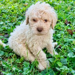Baby's Breath  (brown collar) - Orange male Lagotto Romagnolo puppy in Ashland, Ohio from SS Australian Shepherds