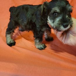 Miniature Schnauzer Puppies from Southpaw Schnauzers