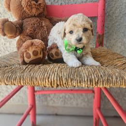 Lime collar girl - Cream female Goldendoodle puppy in Tucson, Arizona from Ever After Doodles Arizona