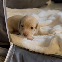 Diana - Cream female Dachshund puppy in Blanchard, Oklahoma from Crown and Collar Mini Dachshunds