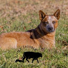 Lilith - Australian Cattle Dog