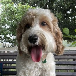 Gus Gus - Australian Labradoodle