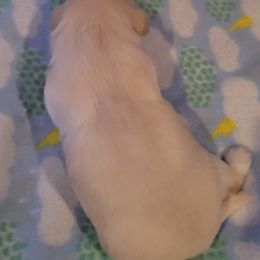 Shih Tzu Puppies from N.F.S.T Imperial ShihTzu Puppies.