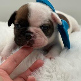 Enzo - Fawn and white male French Bulldog puppy in Largo, Florida from Big Daddy Frenchies