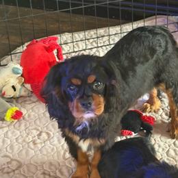 Bear - Black and tan male Cavalier King Charles Spaniel puppy in Temecula, California from Diamond Cavaliers