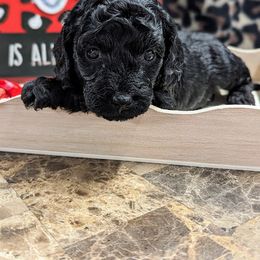 Aussiedoodle, Australian Shepherd, Bernedoodle, Cockapoo, and Poodle Puppies from Sis' Doodles & Poodles