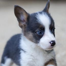 American Corgis, Australian Cattle Dogs, and Pembroke Welsh Corgis from Say When Corgi Co.
