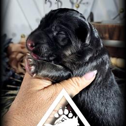 Ivy - Black and red female German Shepherd puppy in Sequim, Washington from German Shepherd Haus
