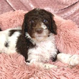 Goldendoodle and Poodle Puppies from Starlight Goldendoodles
