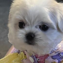 Maltese from Casper’s maltese