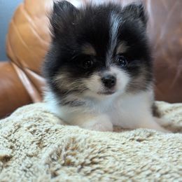 Onyx - Black and tan parti female Pomeranian puppy in California from TD Dream Poms