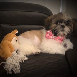 Shih Tzus from Kristin’s Cuddly Canines