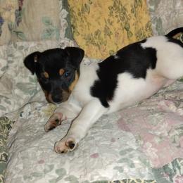 Flower Girl - Black tan and white female Rat Terrier puppy in Mariposa, California from Usona Rat Terriers