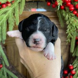 Fir - Phantom male Bernedoodle puppy in Superior, Arizona from Mountain Bridge Doodles