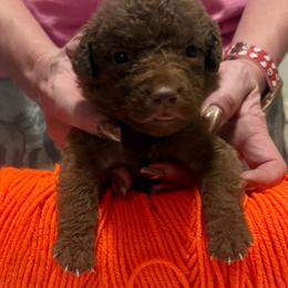Orange Male - Deadgrass male Chesapeake Bay Retriever puppy in Houston, Texas from Monarch Chesapeakes