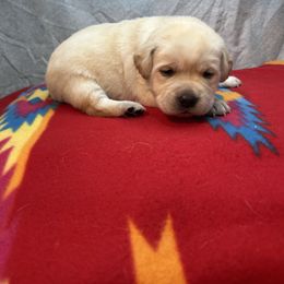Pink - Yellow female Labrador Retriever puppy in Iowa City, Iowa from Country Road Acres