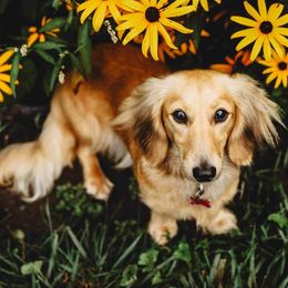 Liberty - Dachshund