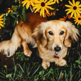 Liberty - Dachshund