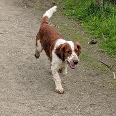 Welsh Springer Spaniel Puppies from Juniper Welsh Springer Spaniels