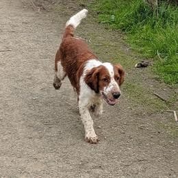 Welsh Springer Spaniel Puppies from Juniper Welsh Springer Spaniels