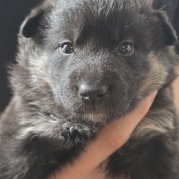 Tan Girl ( Cordelia ) - Black and tan Lapponian Herder puppy in Hunt, New York from Onnellinen Kennels Lapponian Herders