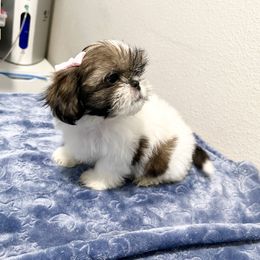Shih Tzu Puppies from NC Stellar Puppies