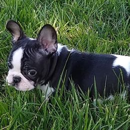French Bulldogs from Lollypop Frenchies