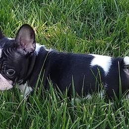 French Bulldogs from Lollypop Frenchies