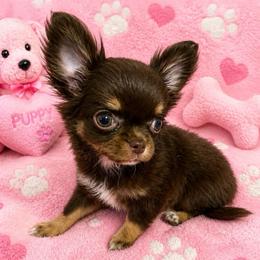 Coco - Chocolate and tan female Chihuahua puppy in Lucas, Texas from Sugar Cookie Chihuahuas