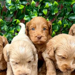 5th pick boy - Caramel red male Australian Labradoodle puppy in Hartshorne, Oklahoma from Jena Edmond