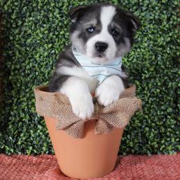 Teal - Black and white male Siberian Husky puppy in York, Pennsylvania from Spalla Pups