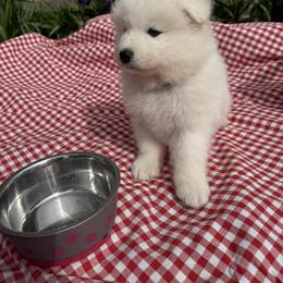 Girl 2 - White female Samoyed puppy in Glasgow, Kentucky from Bluegrass Samoyeds