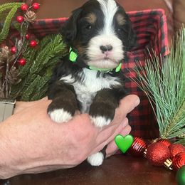 Rudolph - Tri-color male Bernedoodle puppy in Temecula, California from Country Hills Doodles