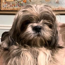 Cannon - Shih Tzu
