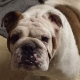 Bulldogs from Copemans English Bulldogs