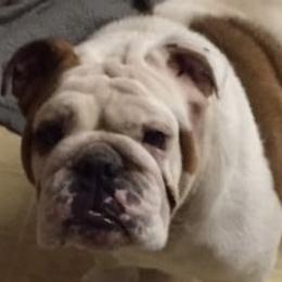 Bulldogs from Copemans English Bulldogs