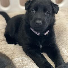 Frosty- Girl 3 - German Shepherd puppy from Freedom Acres Farm