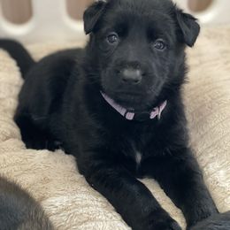 Frosty- Girl 3 - German Shepherd puppy from Freedom Acres Farm