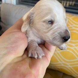Dachshund Puppies from C and J Minis