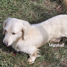 Marshall - Dachshund