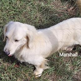 Marshall - Dachshund