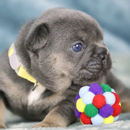 Sunny - Tricolors female French Bulldog puppy in Punta Gorda, Florida from Mingan French Bulldog