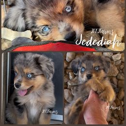 2 - Jedediah - Blue merle male Miniature American Shepherd puppy in Huntington, Texas from JKKJ Farms