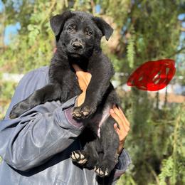 Red Boy - Black male German Shepherd puppy in Riverside, California from Von Der Sagobi