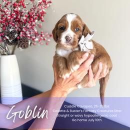 Goblin - Red male Cavapoo puppy in South Jordan, Utah from Wonderful World Doodles