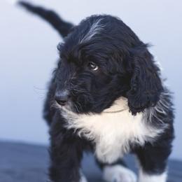 Aussiedoodle, Cavapoo, Goldendoodle, and Newfypoo Puppies from Haaspawz