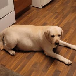 Bailey - Labrador Retriever