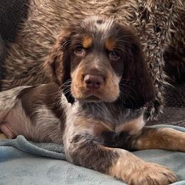 English Springer Spaniels from Settoon Springer Spaniels